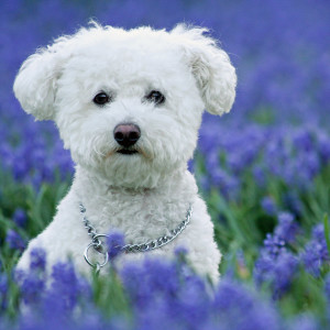 @pet, Animals, Bichon Frise, Bluebells, Dog, Flowers, Landscape, Lockridge Park, Pet, Purple Hyacinth, Wildlife, Yuki, canine, dog, dogs, feature, pet, smugmug, yukes