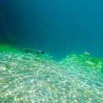 Trout Underwater at DutchSprings 2015